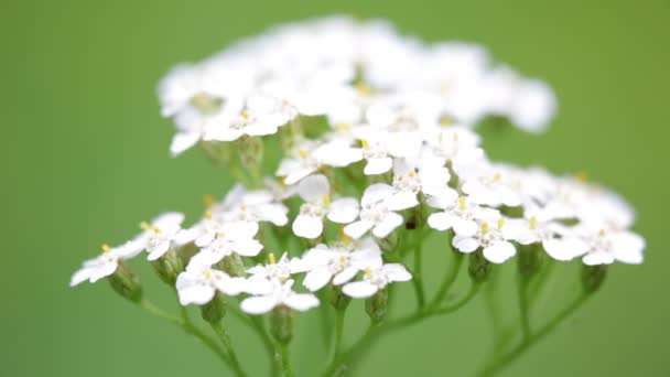 Close Van Kleine Witte Bloemen Groene Onscherpe Achtergrond — Stockvideo