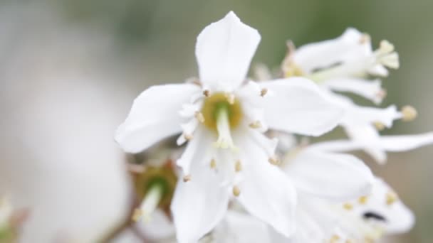美丽的白色花朵在花园里随风移动 — 图库视频影像