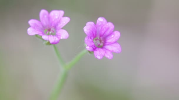 fleurs violettes se déplaçant par le vent dans le jardin 