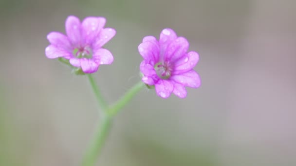 紫の花が庭の風による移動 — ストック動画