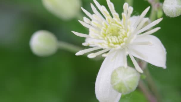 Schöne Weiße Blume Die Sich Durch Wind Garten Bewegt — Stockvideo