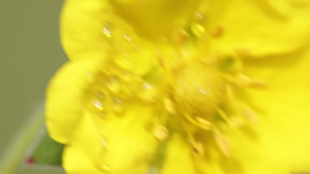 关闭黄色的花朵与水滴移动的风在外地 — 图库视频影像