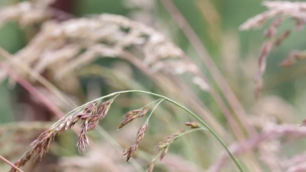 Selective Focus Stems Plants Moving Windy Weather Blurred Background — Stock Video