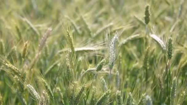 Zblízka Pšenice Pohybující Větrného Počasí Oblasti — Stock video