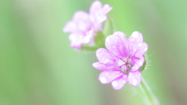 紫色の花が庭の風による移動 — ストック動画