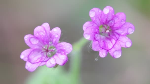 Fleurs Mauves Avec Gouttes Déplaçant Par Vent Dans Jardin — Video