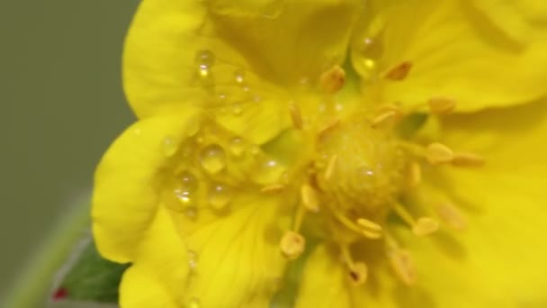 Fleur Jaune Avec Des Gouttes Eau Déplaçant Par Vent Dans — Video