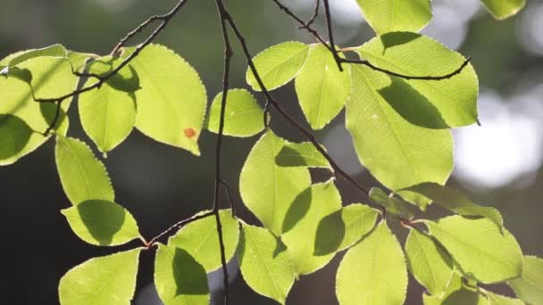 Листя Зеленого Дерева Вітрі Сонячному Світлі — стокове відео