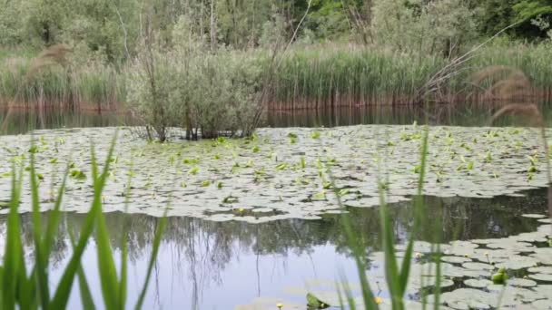 美丽的池塘与平静的水和绿色的树木 风景秀丽的自然背景 — 图库视频影像