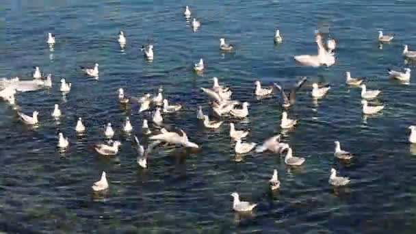 Scenic Footage Seagulls Flying River Surface — Stock Video