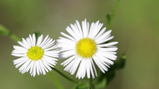 Belles Marguerites Déplaçant Par Vent Dans Parc — Video