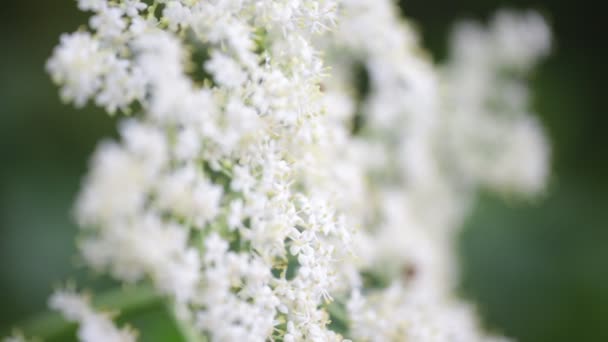 Enfoque Selectivo Pequeñas Flores Blancas Árbol Wayfaring Moviéndose Por Viento — Vídeos de Stock