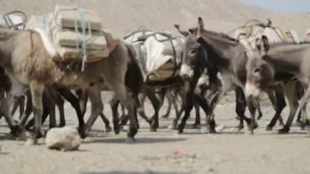 Tuz Köyü Kırsal Yolu Üzerinde Taşıyan Eşekler Kervanı — Stok video