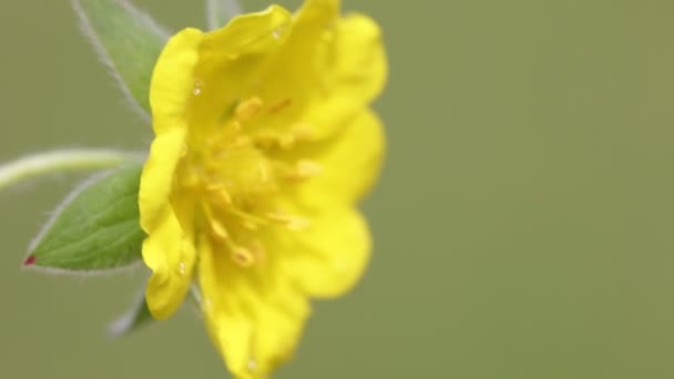 Gele Bloem Verplaatsen Door Wind Veld — Stockvideo