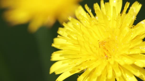 Закрыть Цветущие Желтые Цветки Одуванчиков Перемещающиеся Ветром Поле — стоковое видео