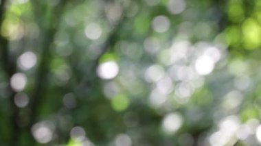 Yaprakları rüzgar soyut arka plan ve ışık görüntü