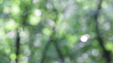 Yaprakları rüzgar soyut arka plan ve ışık görüntü