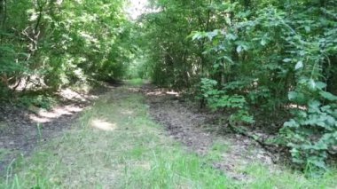 İtalya 'da yeşil ormanda yol