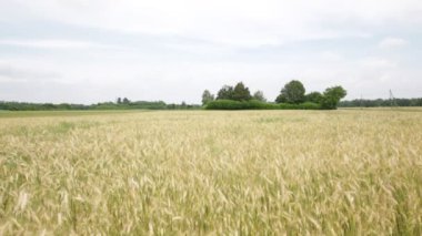 Buğday alan rüzgarlı havalarda sırasında taşıma