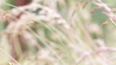 seçici odak kaynaklanıyor rüzgarlı havalarda devam bitkilerin arka plan bulanık