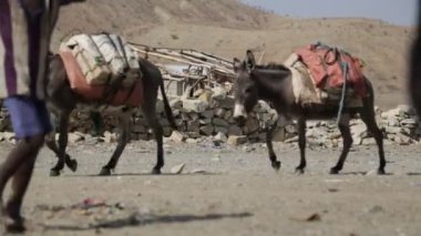 Tuz Köyü kırsal yolu üzerinde taşıyan eşekler kervanı
