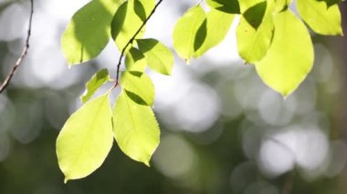 güneş ışığında rüzgarda yeşil ağaç yaprakları
