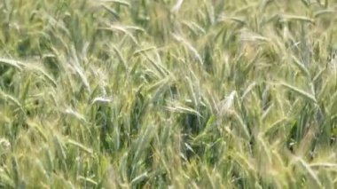 güzel buğday alan rüzgarlı havalarda sırasında taşıma