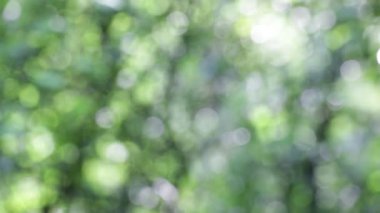 Yaprakları rüzgar soyut arka plan ve ışık görüntü