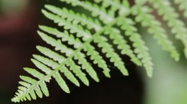 fern yaprak arka plan bulanık Park'ta yakın çekim