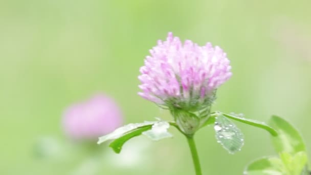 Lila Klöver Blomma Rör Sig Blåsigt Väder — Stockvideo