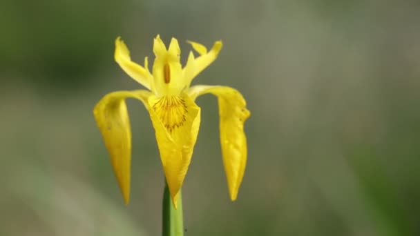 Красива Жовта Квітка Ірису Рухається Вітром Зеленому Полі — стокове відео