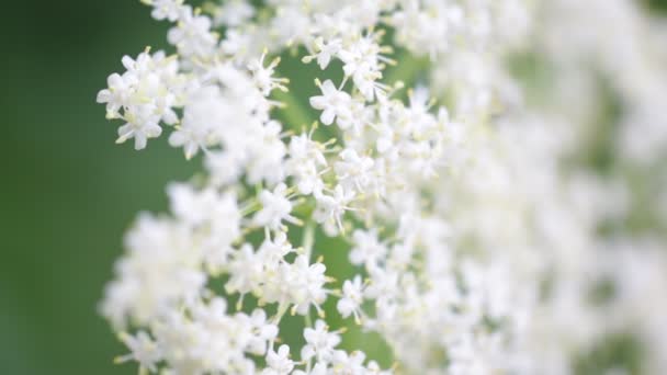 Закрыть Белые Маленькие Цветки Вейфующего Дерева Движущегося Ветру Саду — стоковое видео