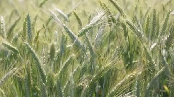 Спелые Пшеницы Движутся Ветреную Погоду Поле — стоковое видео