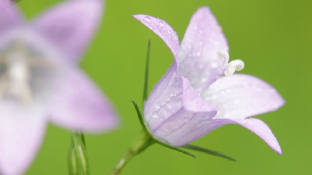 Beautiful Violet Flowers Water Drops Moving Wind Field — Stock Video