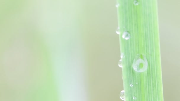 Primer Plano Hierba Con Gotas Agua Sobre Fondo Borroso — Vídeos de Stock