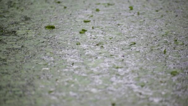 Imágenes Tranquilas Superficie Agua Ondulada Del Río Lago — Vídeos de Stock