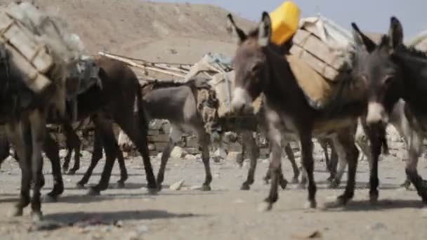Caravan Donkeys Carrying Salt Rural Road Village — Stock Video