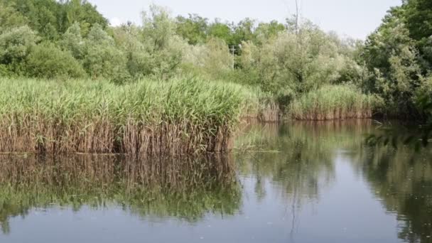 Schöner Teich Mit Schilf Der Nähe Von Stockenten Italien — Stockvideo