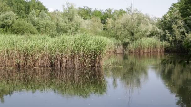 bel étang avec roseaux près du Canard colvert, en italie  