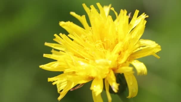 Закрыть Красивый Желтый Цветок Одуванчика Движущийся Ветру Диком Зеленом Поле — стоковое видео