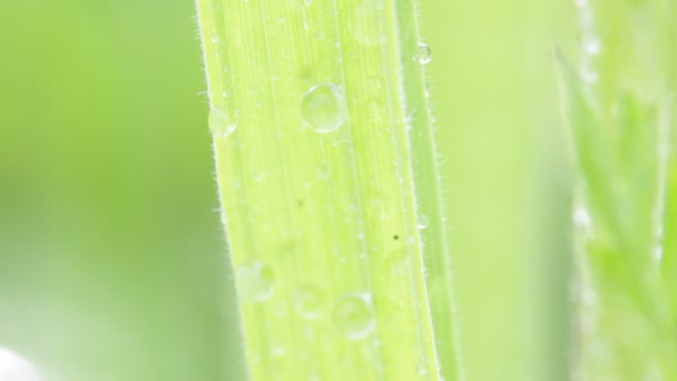 关闭绿草与水滴在田野里随风移动 — 图库视频影像