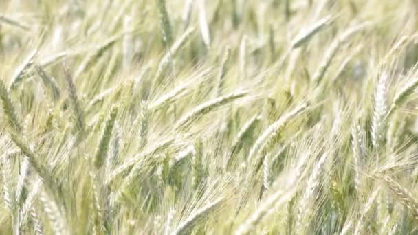 Enfoque Selectivo Del Trigo Que Mueve Durante Tiempo Ventoso Campo — Vídeos de Stock