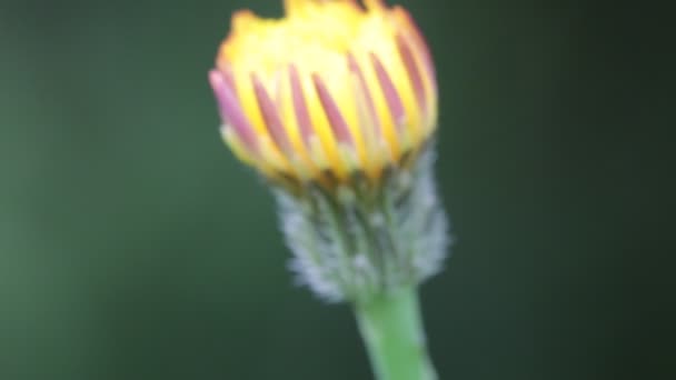 Jeden Zamknięcia Żółty Kwiat Mniszek Przenoszenie Przez Wiatru Polu — Wideo stockowe