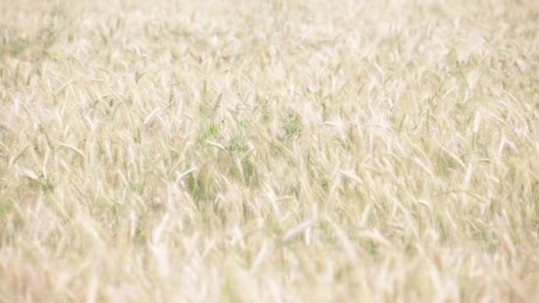 Enfoque Selectivo Del Trigo Que Mueve Durante Tiempo Ventoso Campo — Vídeos de Stock