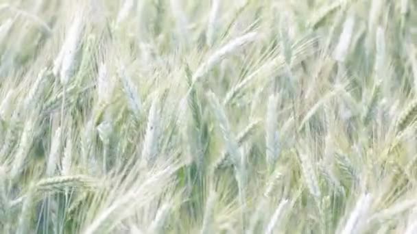 Крупним Планом Пшениця Рухається Під Час Вітряної Погоди Полі — стокове відео