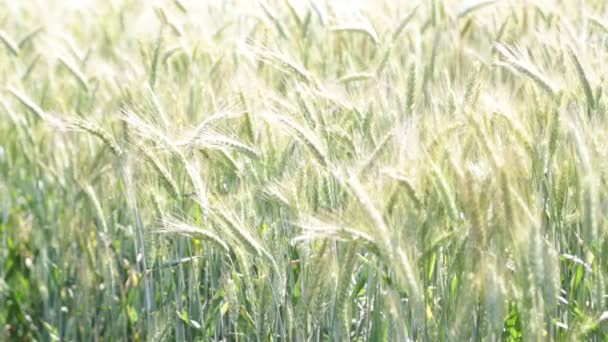 Schöner Weizen Bewegt Sich Bei Windigem Wetter Feld — Stockvideo