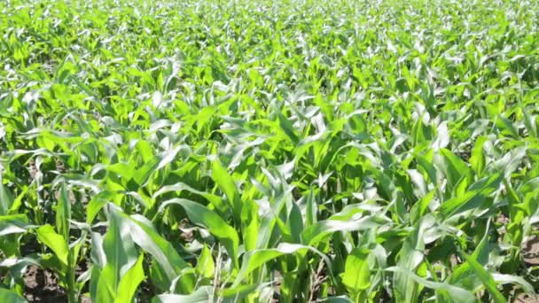 Campo Milho Bonito Verde Fazenda Campo — Vídeo de Stock