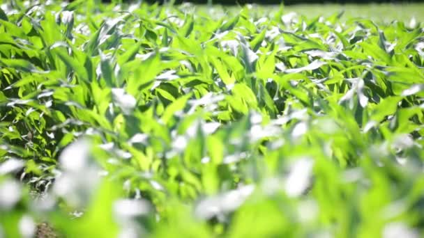 田舎で農場で緑の美しいトウモロコシ畑の選択と集中 — ストック動画