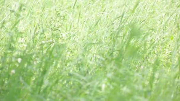 Green Grass Moving Wind Meadow — Stock Video