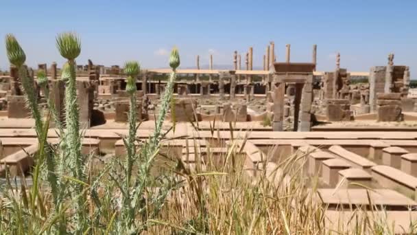 Persépolis Ruinas Antiguas Monumentos Destino Histórico Irán — Vídeo de stock